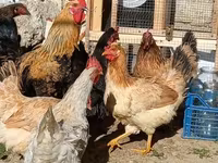 Chickens — 사진 6