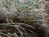 Vind baloti de lucerna70\ 40 lei  ,griu 3.5 lei/kg. fin40 lei — عکس 3