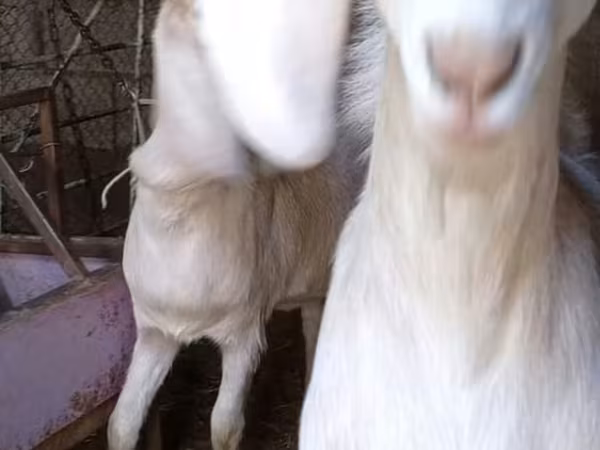 Kambing betina, Sheep