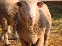قوچ, Suffolk sheep — عکس 4