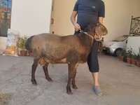 Beran, Hissar sheep — foto 7
