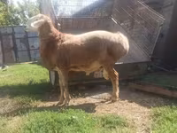 Koç, Arashan sheep — foto 2