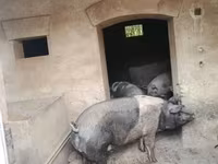Eber, Schweine — Foto 1