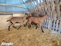 Koza, Alpine goat — zdjęcie 1
