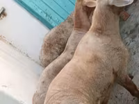 Domba jantan, Sheep — foto 6