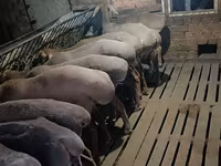 Խոյ, Arashan sheep — լուսանկար 8