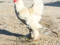براهما — الصورة 1