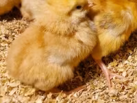 Chickens — 사진 4