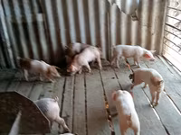 Babi jantan, Pigs — foto 4