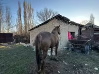Жребец, Коне — снимка 4