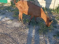 بز ماده, Alpine goat — عکس 2