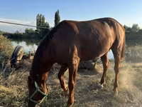 Caballo, Russian Don — foto 2