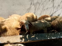 قوچ, گوسفند — عکس 2