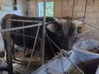 گاو نر, Swiss cattle — عکس 2