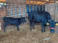 Vacă, Bovine — foto 3