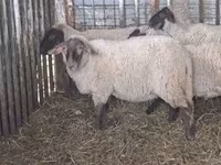 Schaf, Ile-de-France sheep — Foto 2