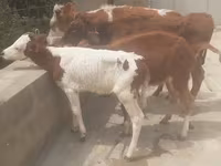 雄牛, Simmental cattle — 写真 4