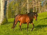 Kobyła, Rocky Mountain Horse — zdjęcie 3