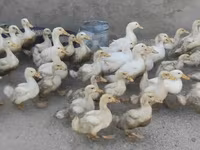 Ducks — عکس 2