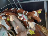 Býk, Simmental cattle — foto 2
