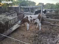 Bik, Simmental cattle — fotografija 2