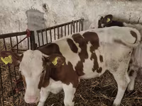 Lo’, Cattle — sawirka 2