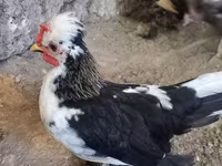 Japanisches Bantam — Foto 3