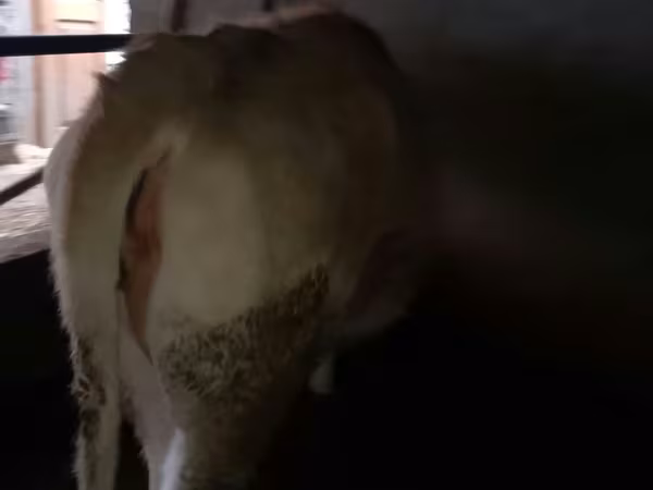 母牛, Swiss cattle