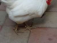 Australorp — sawirka 7