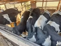 گاو نر, Russian Black pied cattle — عکس 2