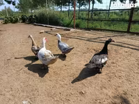 Ducks — Foto 3