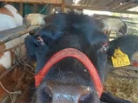 Lembu betina, Cattle — foto 1