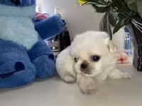 Məhsul: Pekines balaları - Yaş: 60 günlük - Cins: Pekines - Rənglər — fotografija 3