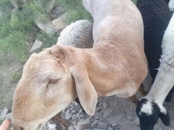 Овен, Arashan sheep
