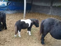 اسب نر, Shetland Pony — عکس 8