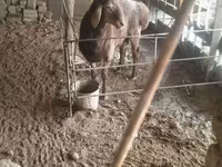 قوچ, گوسفند — عکس 1