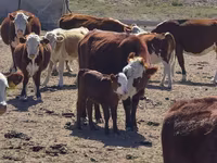 گاو ماده, Latvian Blue cattle — عکس 5