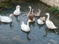 Geese — عکس 1