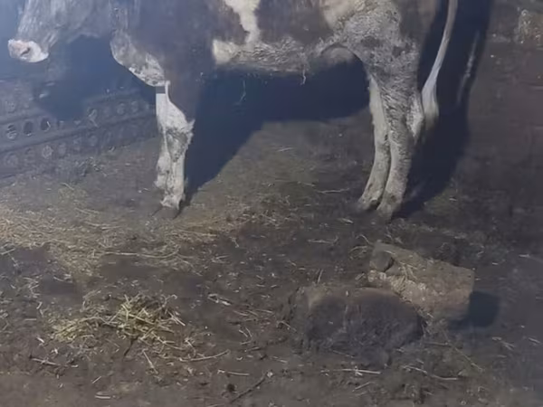 Cow, Wild yak — Azerbaijan