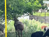 Beran, Arashan sheep — foto 3