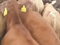 วัวตัวผู้, Simmental cattle — รูปภาพ 3