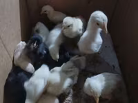 Chickens — foto 3