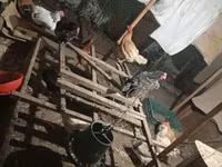 Chickens — Foto 4