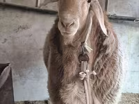 قوچ, گوسفند — عکس 4