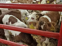 วัวตัวผู้, Simmental cattle — รูปภาพ 3