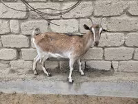 Koza, Saanen goat — foto 5