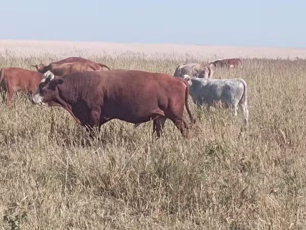 Bulle, Swiss cattle