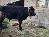 گاو نر, Simmental cattle — عکس 1