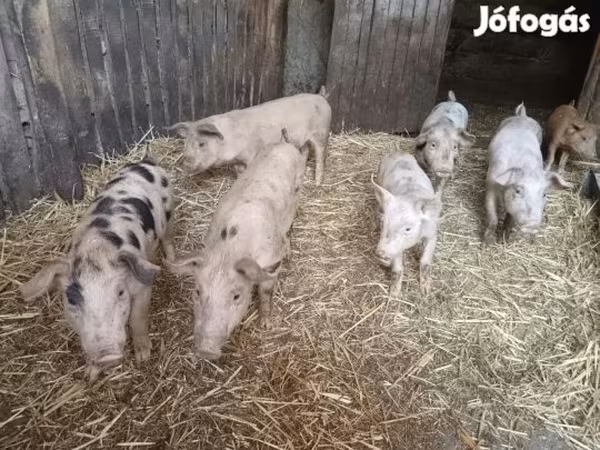 Prasata (šarže, pohlaví neuvedeno), Prasata