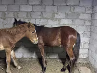 اسب نر, اسب — عکس 1